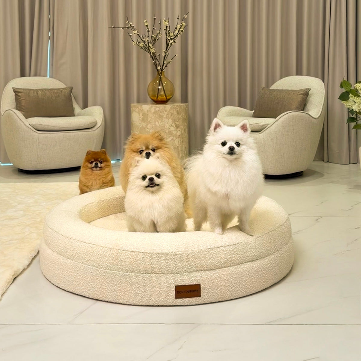 Four Pomeranians sitting together in The Cocoon