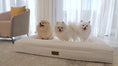 Load and play video in Gallery viewer, Three Pomeranians standing on The Lounger by a bright window
