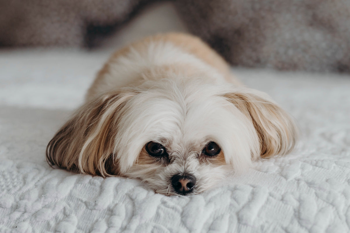 Rocky lying on a white quilt, chin resting on the bed